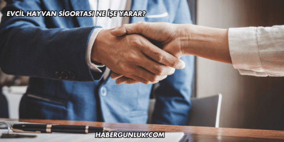 Evcil Hayvan Sigortası Ne İşe Yarar?