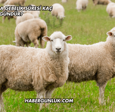 Koyunlarda Gebelik Süresi Kaç Gündür?